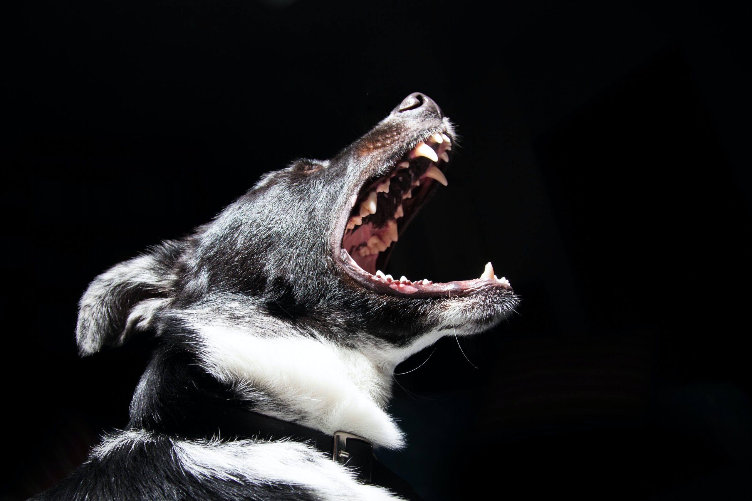 dog bite